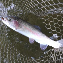 ルアーでチャレンジ 大安トラウトレイク